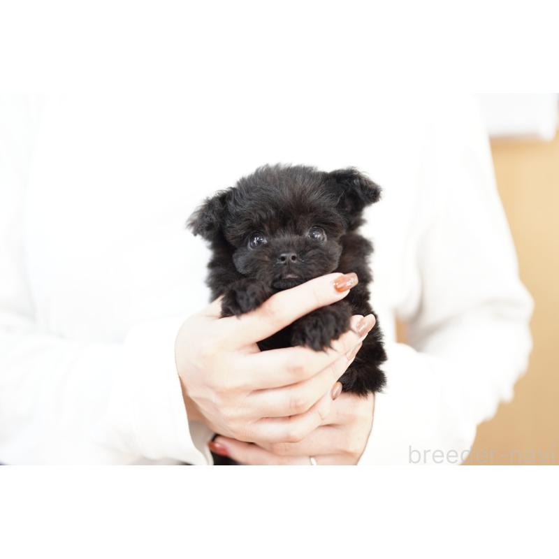 販売中の埼玉県のチワプー:チワワ×トイプードル-422613の2枚目