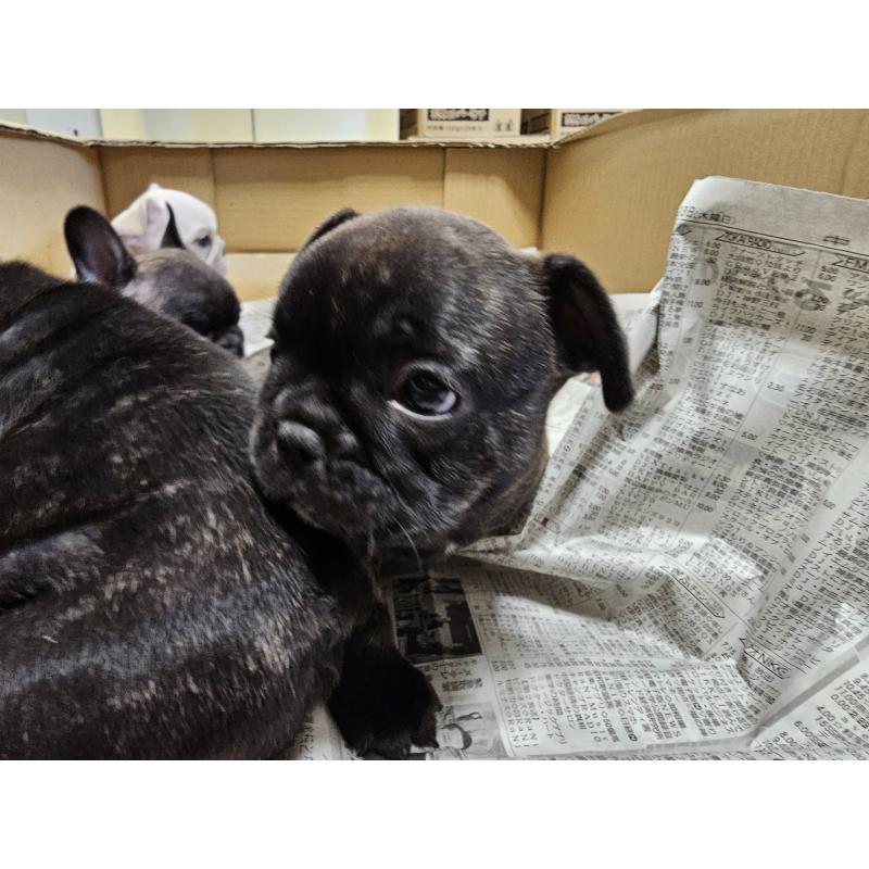 販売中の愛知県のフレンチブルドッグ-422612の6枚目