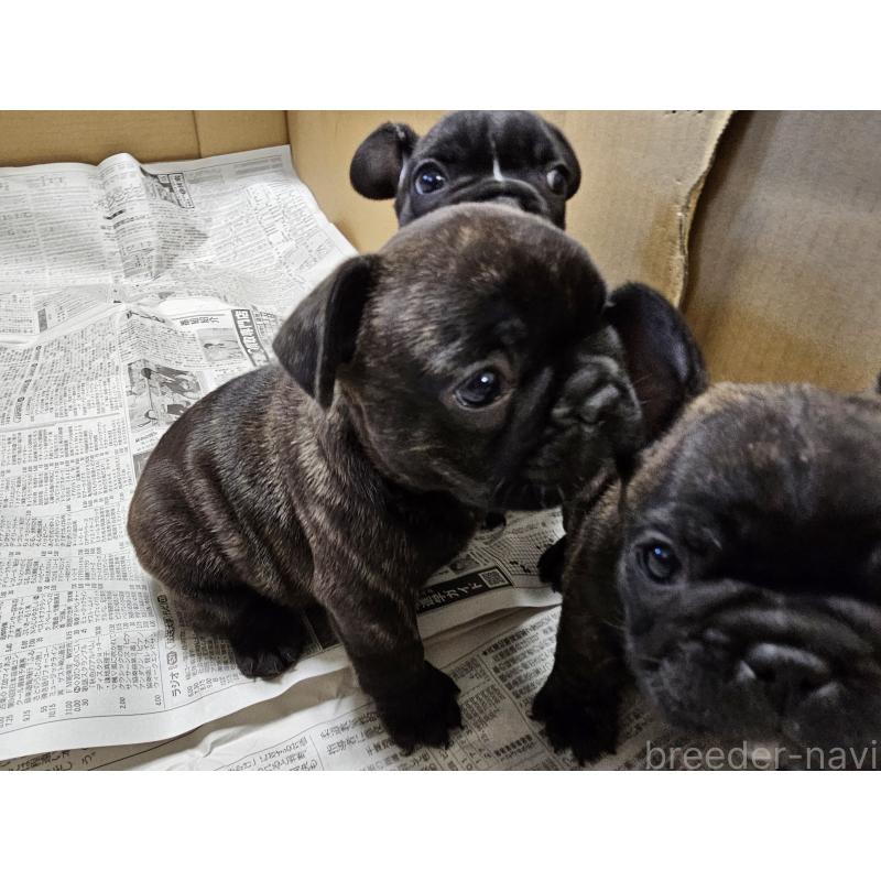 販売中の愛知県のフレンチブルドッグ-422612の5枚目