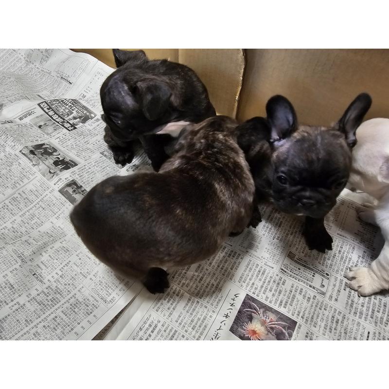 販売中の愛知県のフレンチブルドッグ-422612の4枚目