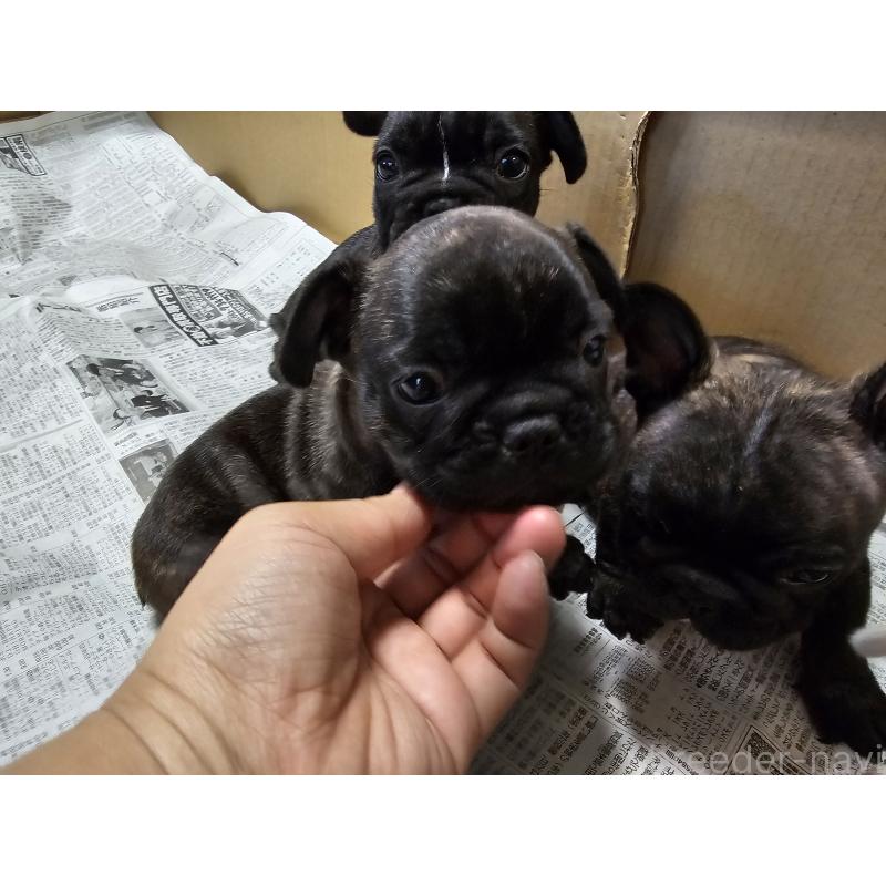 販売中の愛知県のフレンチブルドッグ-422612の3枚目