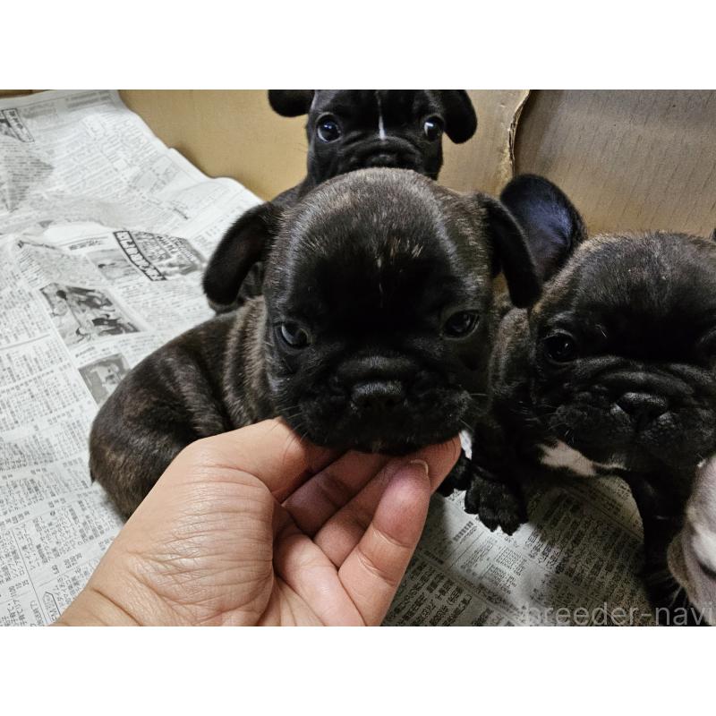 販売中の愛知県のフレンチブルドッグ-422612の2枚目