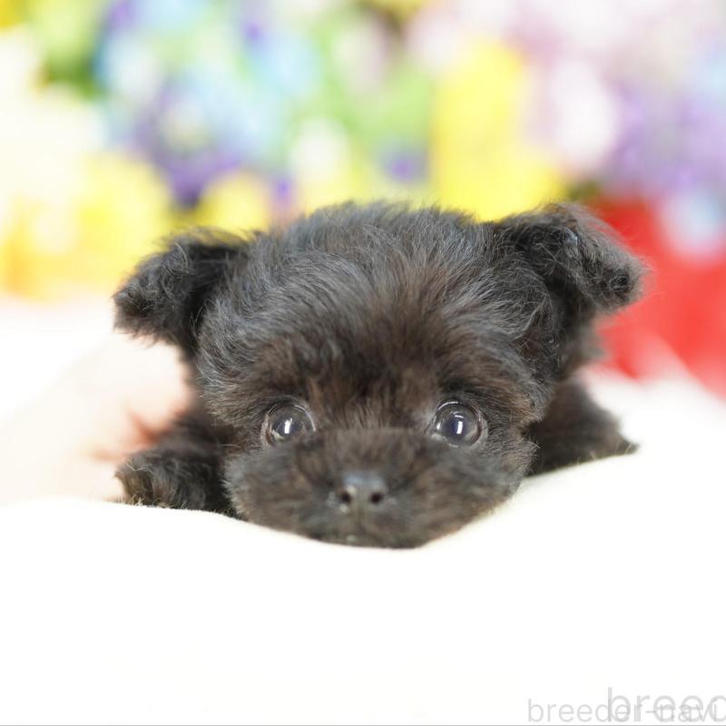 販売中の埼玉県のチワプー:チワワ×トイプードル-422613