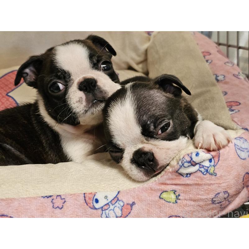 販売中の愛知県のボストンテリア-422618の5枚目