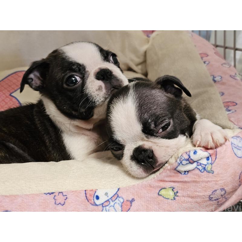 販売中の愛知県のボストンテリア-422618の4枚目