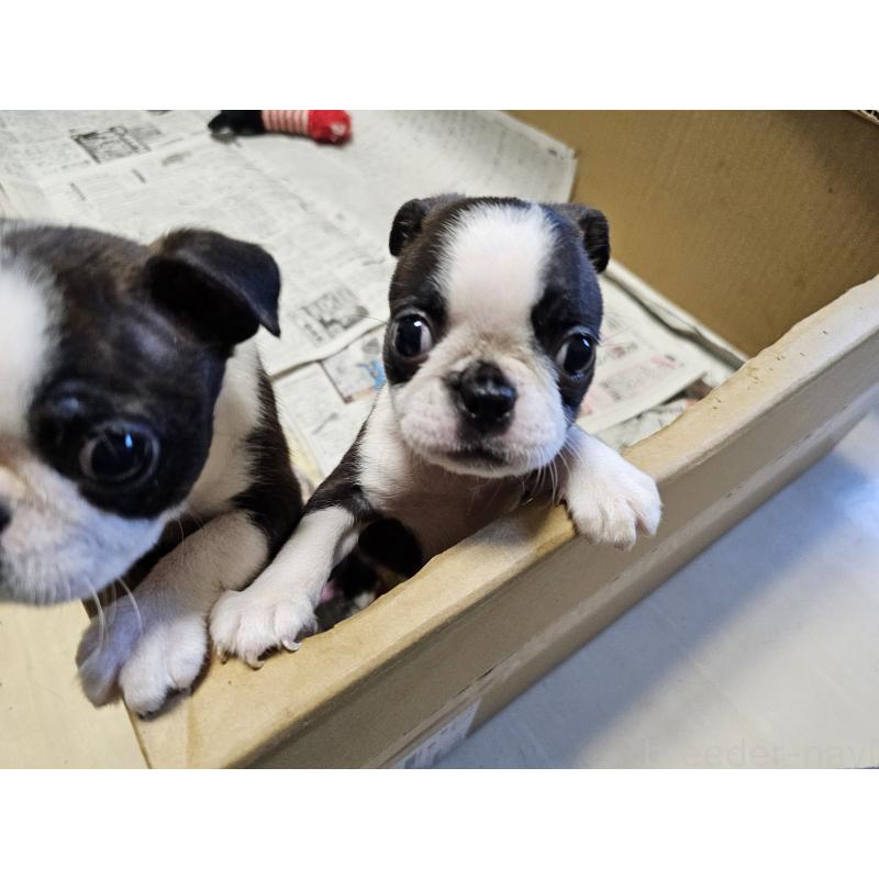 販売中の愛知県のボストンテリア-422618の3枚目