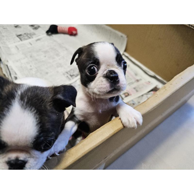 販売中の愛知県のボストンテリア-422618の2枚目