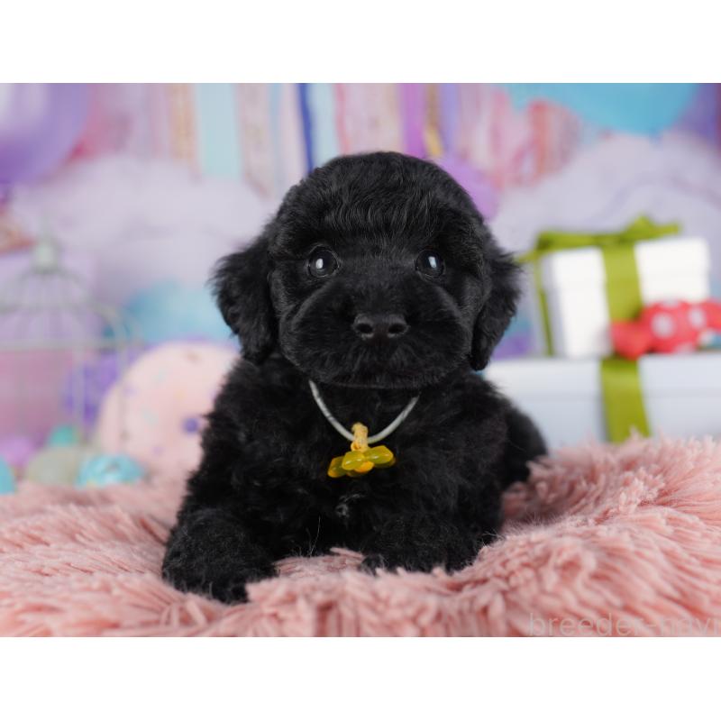 販売中の千葉県のトイプードル-422619の11枚目