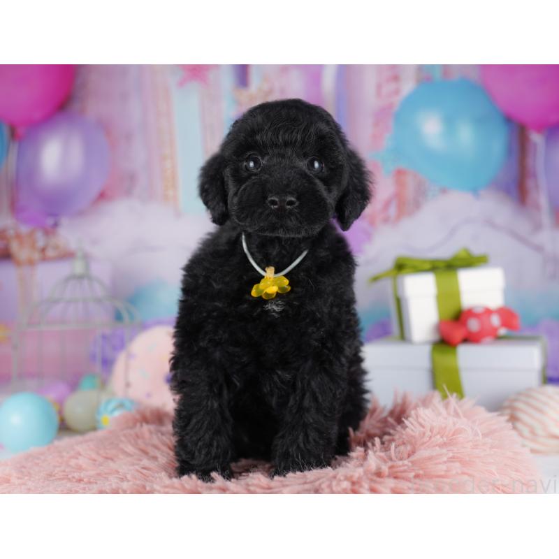 販売中の千葉県のトイプードル-422619の10枚目