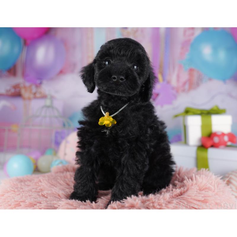 販売中の千葉県のトイプードル-422619の9枚目