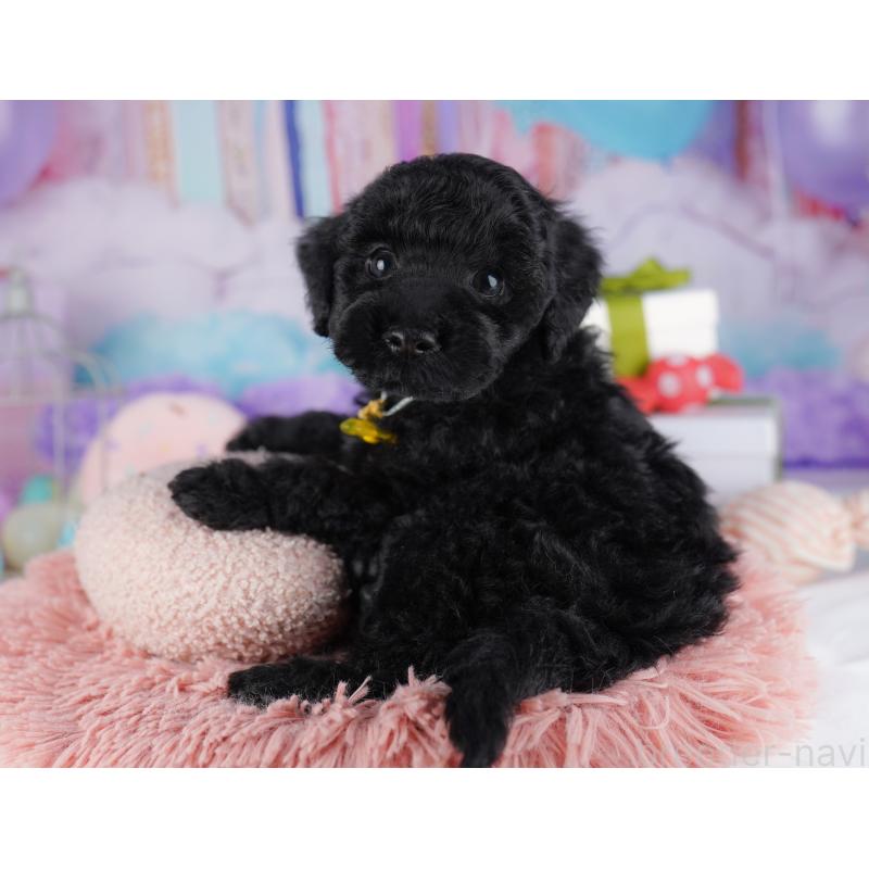 販売中の千葉県のトイプードル-422619の8枚目