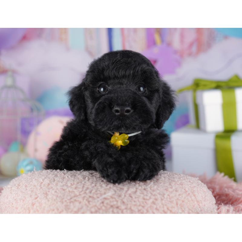 販売中の千葉県のトイプードル-422619の7枚目