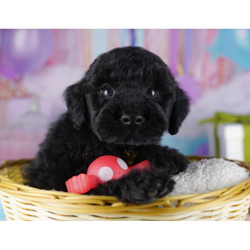 販売中の千葉県のトイプードル-422619の6枚目