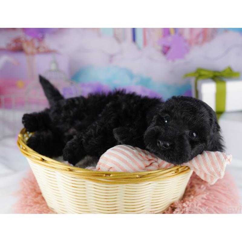 販売中の千葉県のトイプードル-422619の5枚目