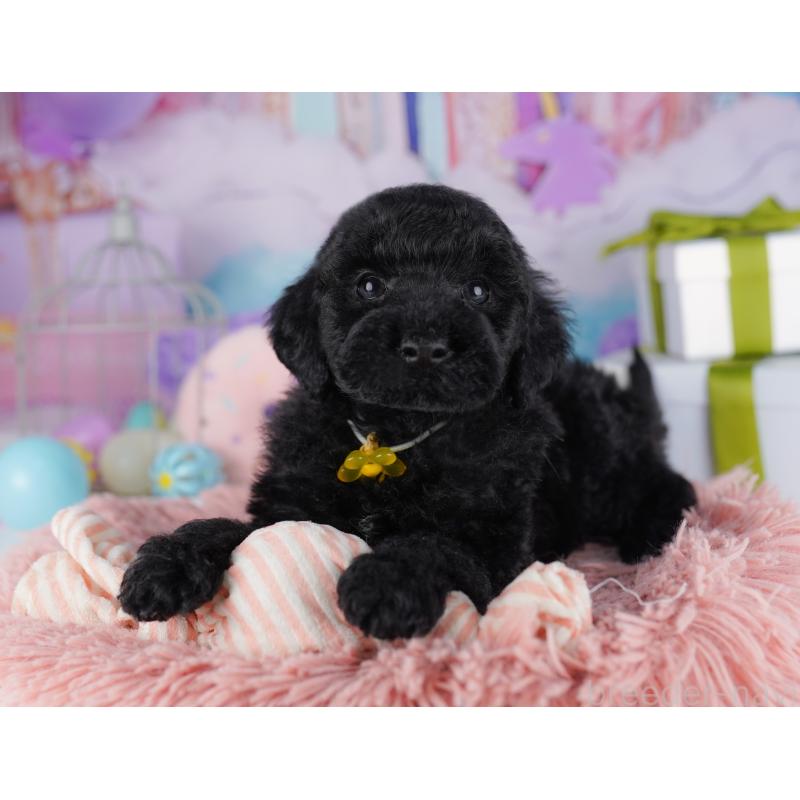 販売中の千葉県のトイプードル-422619の4枚目