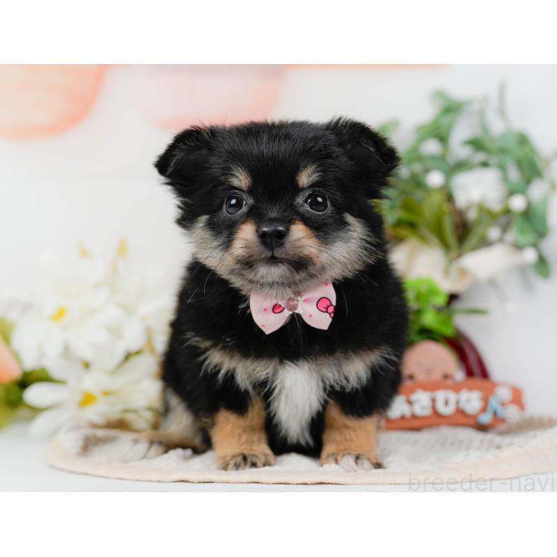 販売中の神奈川県のポメチワ:ポメラニアン×チワワ-423062の13枚目