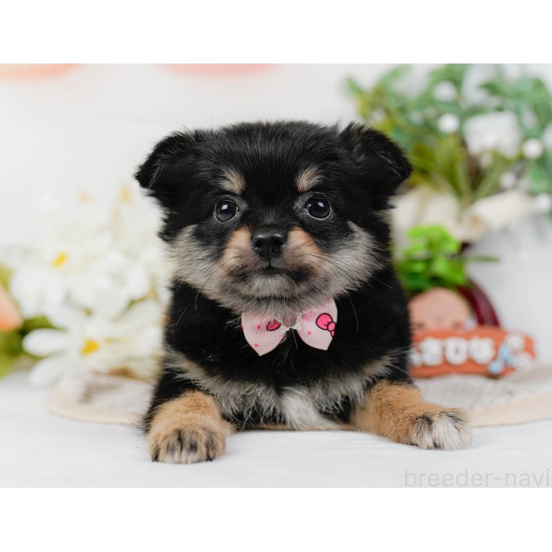 販売中の神奈川県のポメチワ:ポメラニアン×チワワ-423062の12枚目