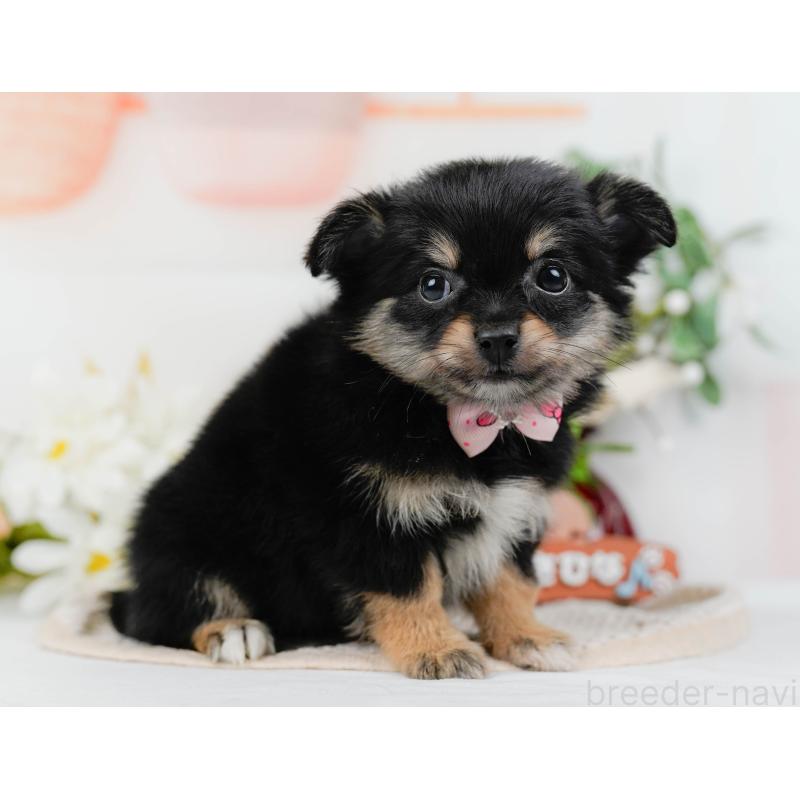 販売中の神奈川県のポメチワ:ポメラニアン×チワワ-423062の11枚目