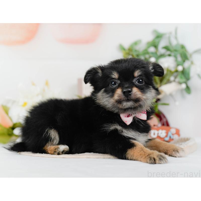 販売中の神奈川県のポメチワ:ポメラニアン×チワワ-423062の10枚目