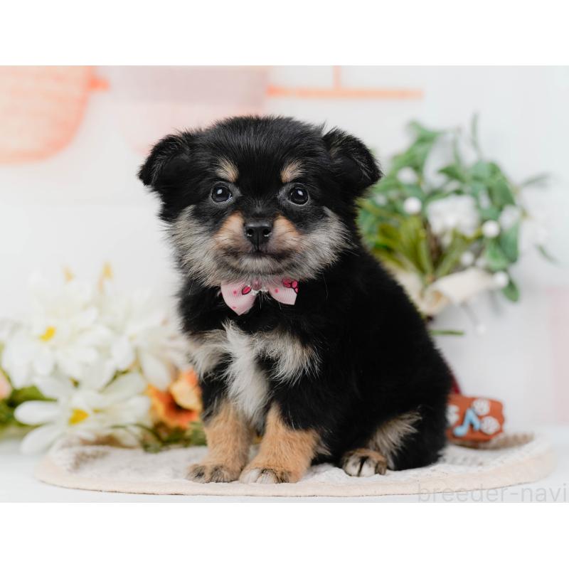 販売中の神奈川県のポメチワ:ポメラニアン×チワワ-423062の9枚目