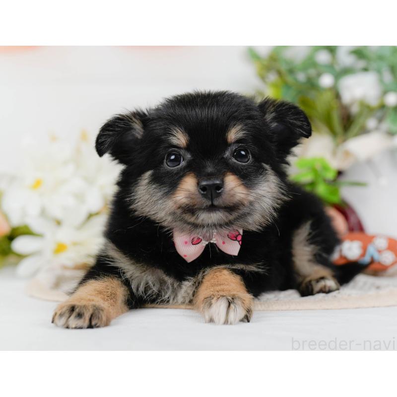 販売中の神奈川県のポメチワ:ポメラニアン×チワワ-423062の8枚目