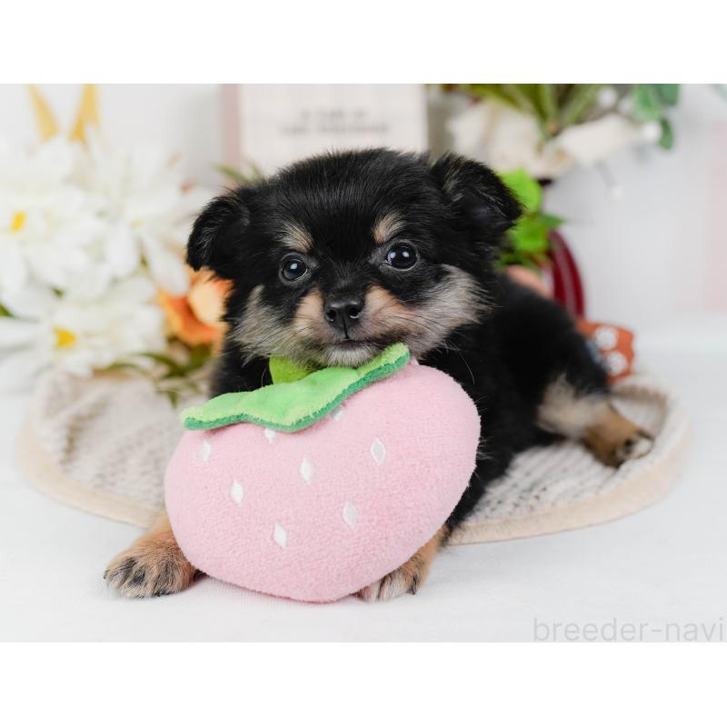 販売中の神奈川県のポメチワ:ポメラニアン×チワワ-423062の7枚目