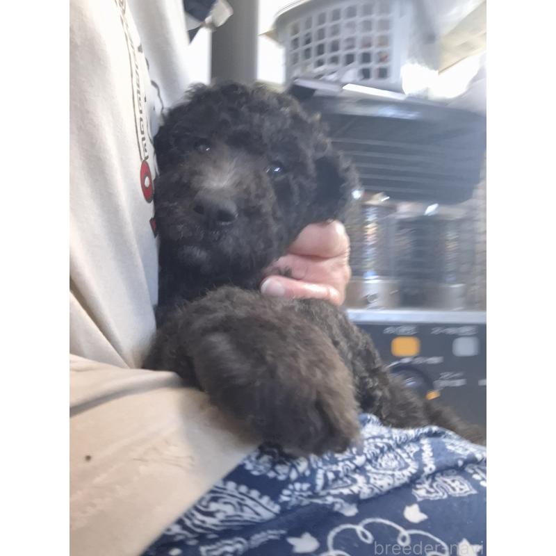 商談中の群馬県のスタンダードプードル-422617の6枚目