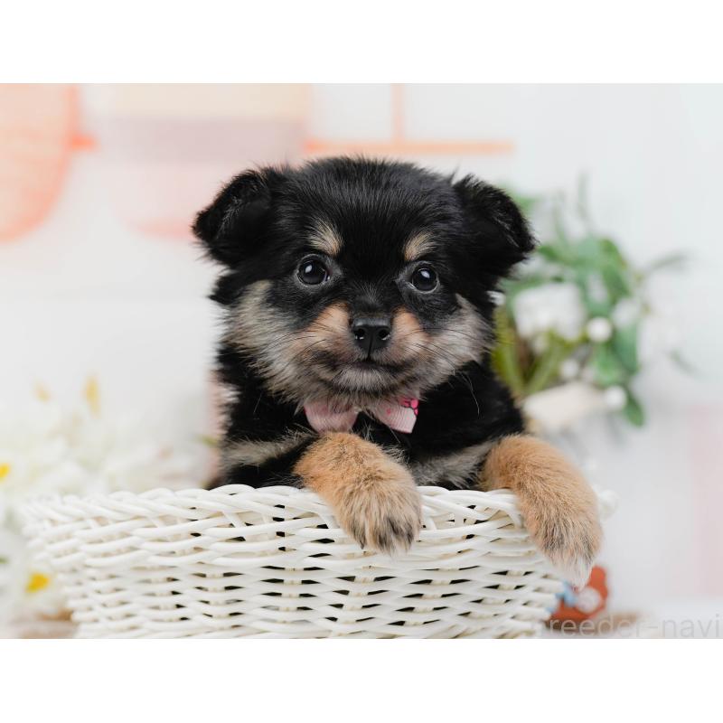 販売中の神奈川県のポメチワ:ポメラニアン×チワワ-423062の6枚目