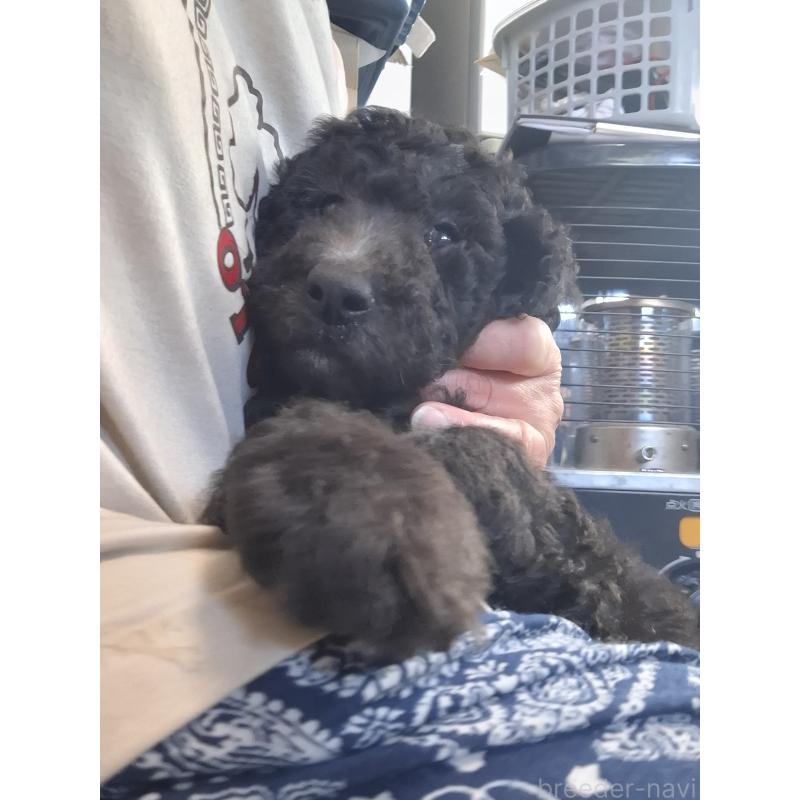 商談中の群馬県のスタンダードプードル-422617の5枚目