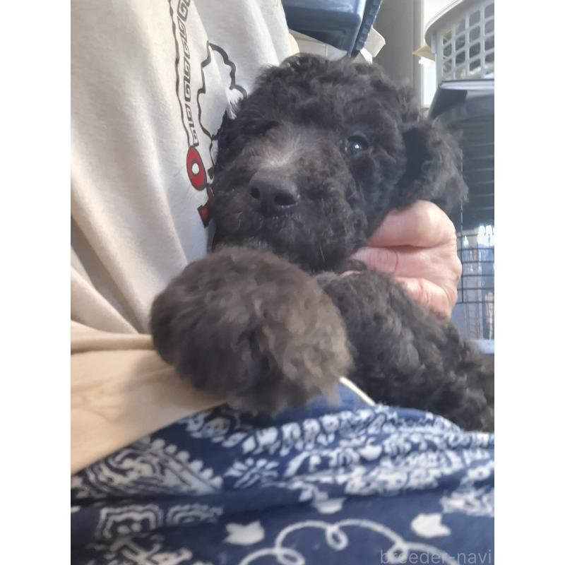 商談中の群馬県のスタンダードプードル-422617の4枚目