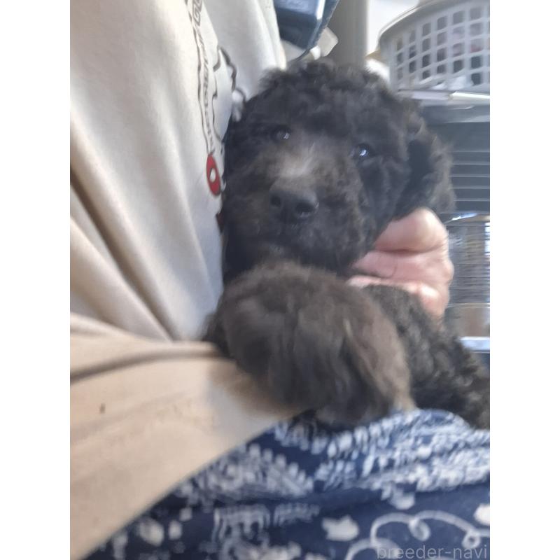 商談中の群馬県のスタンダードプードル-422617の3枚目