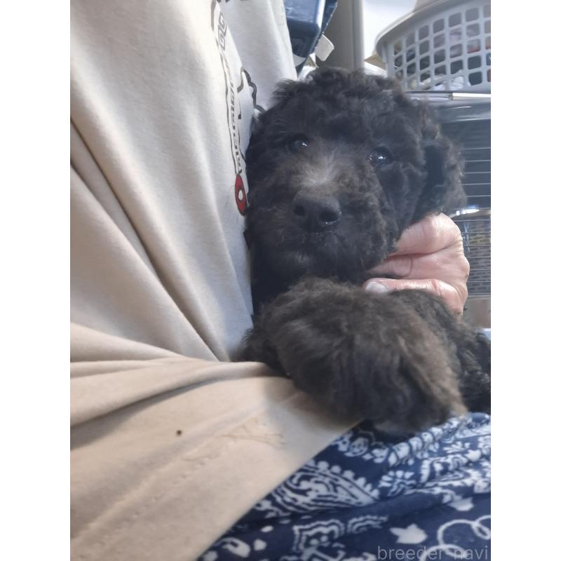 商談中の群馬県のスタンダードプードル-422617の2枚目