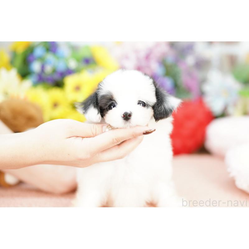 販売中の埼玉県のミックス犬-422621の4枚目