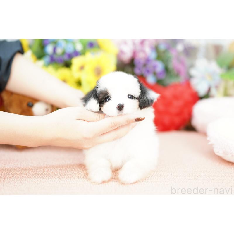 販売中の埼玉県のミックス犬-422621の3枚目