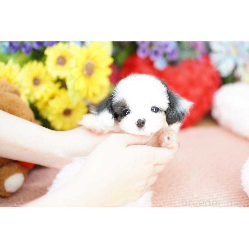 販売中の埼玉県のミックス犬-422621の2枚目