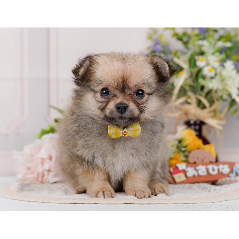 販売中の神奈川県のポメチワ:ポメラニアン×チワワ-423054の13枚目