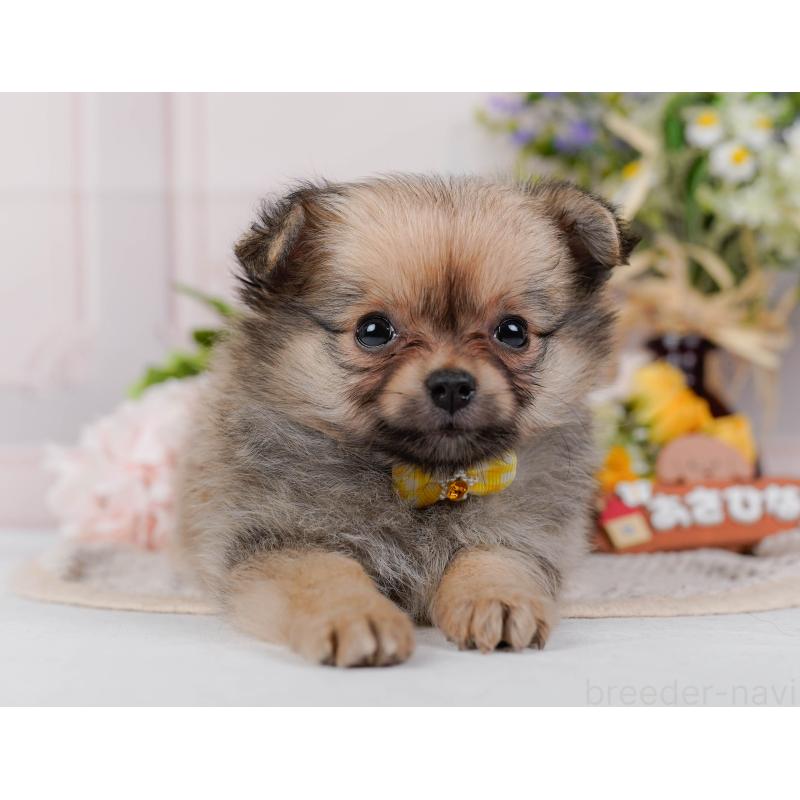 販売中の神奈川県のポメチワ:ポメラニアン×チワワ-423054の12枚目