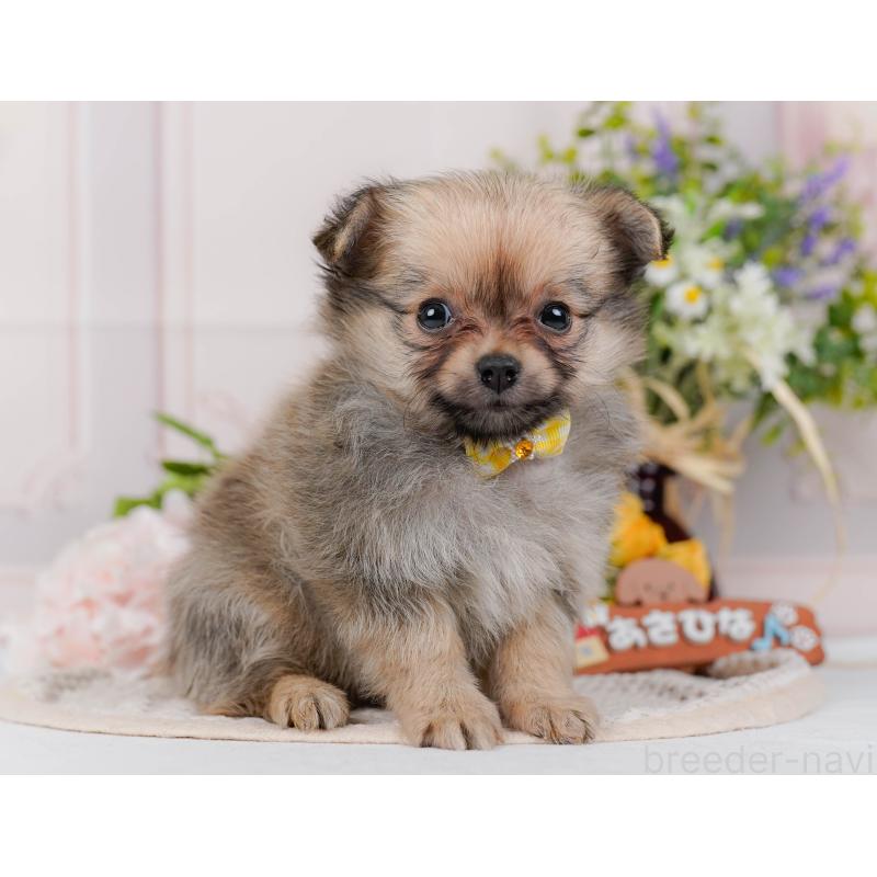 販売中の神奈川県のポメチワ:ポメラニアン×チワワ-423054の11枚目