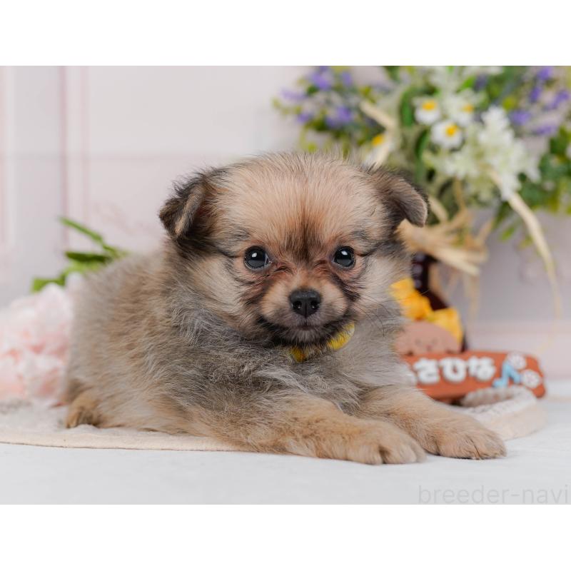 販売中の神奈川県のポメチワ:ポメラニアン×チワワ-423054の10枚目