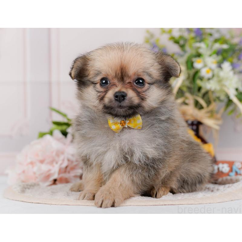 販売中の神奈川県のポメチワ:ポメラニアン×チワワ-423054の9枚目