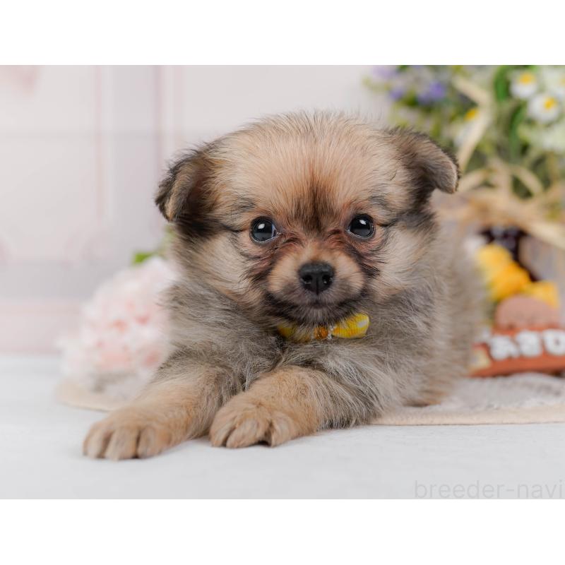 販売中の神奈川県のポメチワ:ポメラニアン×チワワ-423054の8枚目