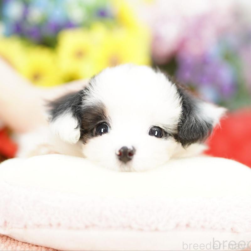 販売中の埼玉県のミックス犬-422621の1枚目