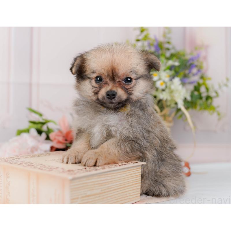 販売中の神奈川県のポメチワ:ポメラニアン×チワワ-423054の7枚目