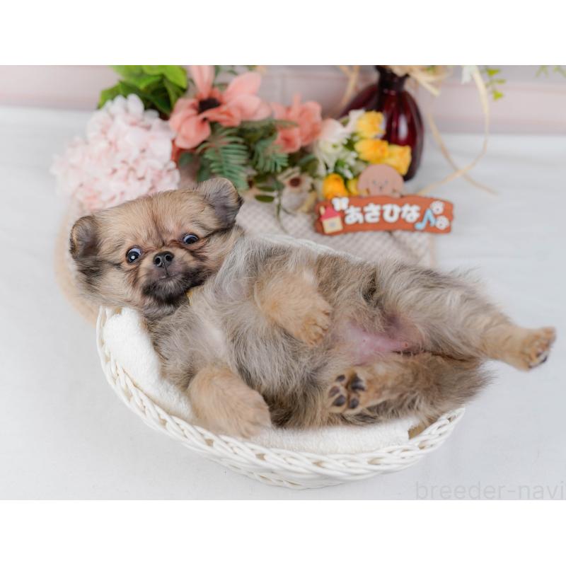販売中の神奈川県のポメチワ:ポメラニアン×チワワ-423054の6枚目