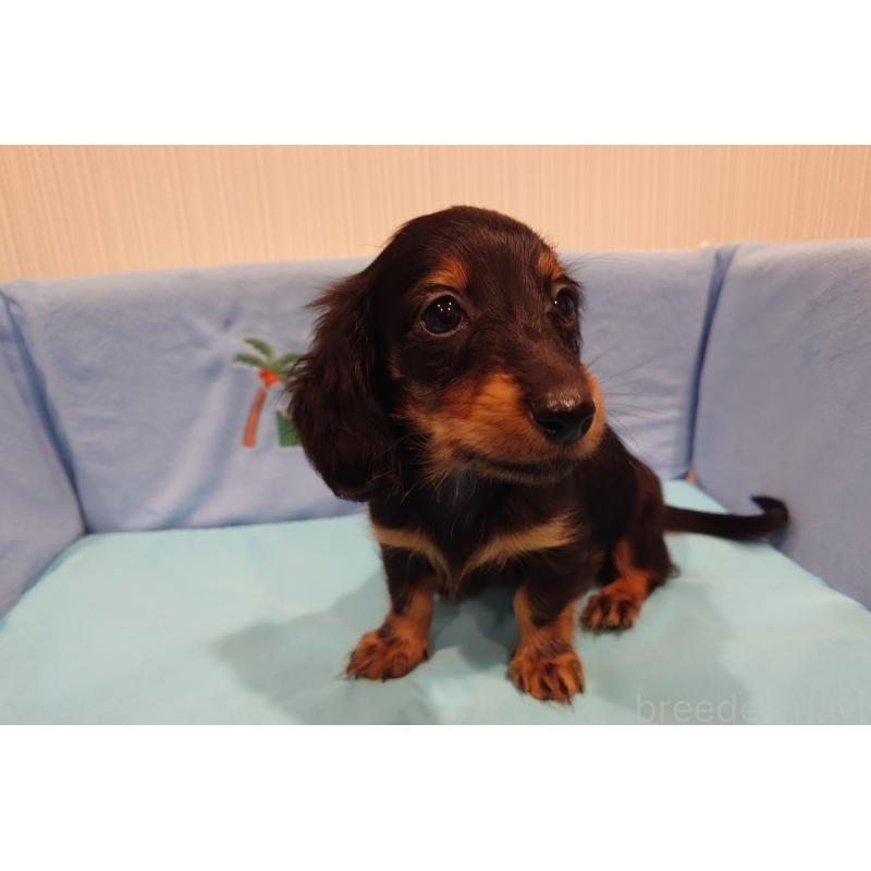 販売中の茨城県のカニンヘンダックスフンド(ロングヘアード)-422622の5枚目