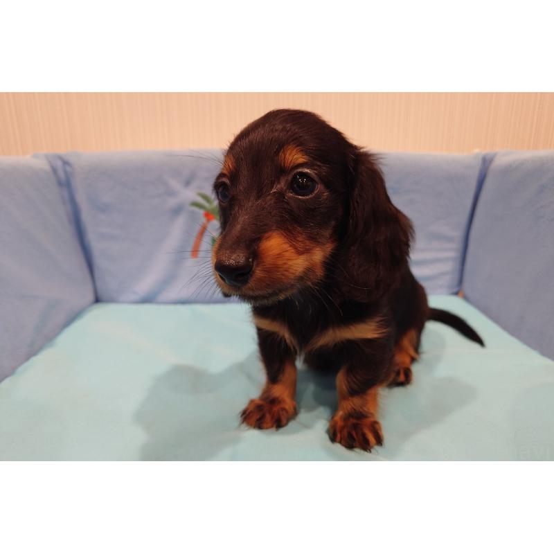 販売中の茨城県のカニンヘンダックスフンド(ロングヘアード)-422622の4枚目