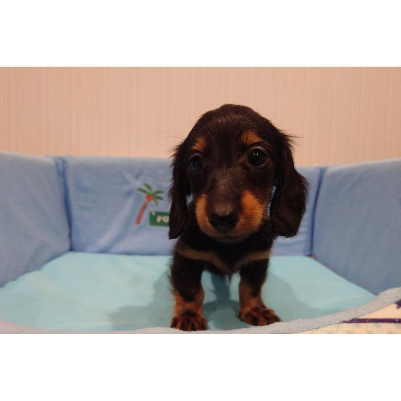 販売中の茨城県のカニンヘンダックスフンド(ロングヘアード)-422622の1枚目