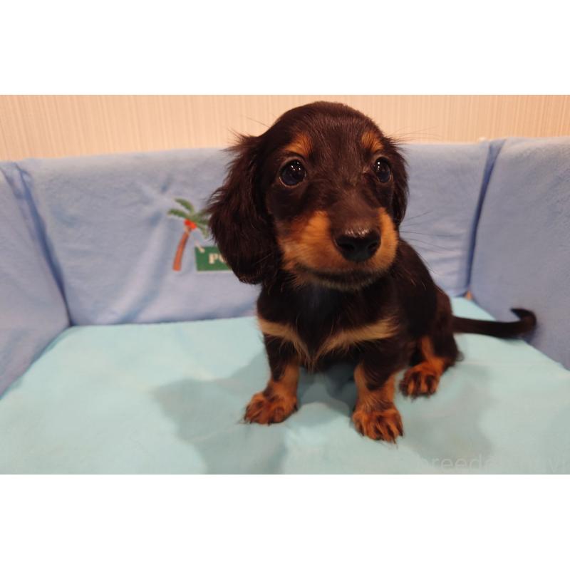 販売中の茨城県のカニンヘンダックスフンド(ロングヘアード)-422622の3枚目