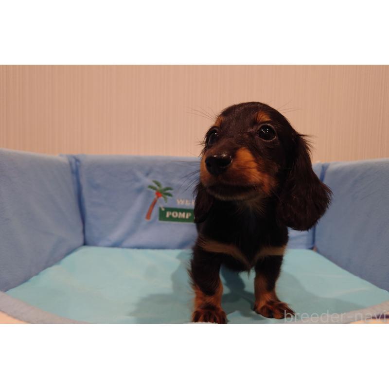 販売中の茨城県のカニンヘンダックスフンド(ロングヘアード)-422622の2枚目