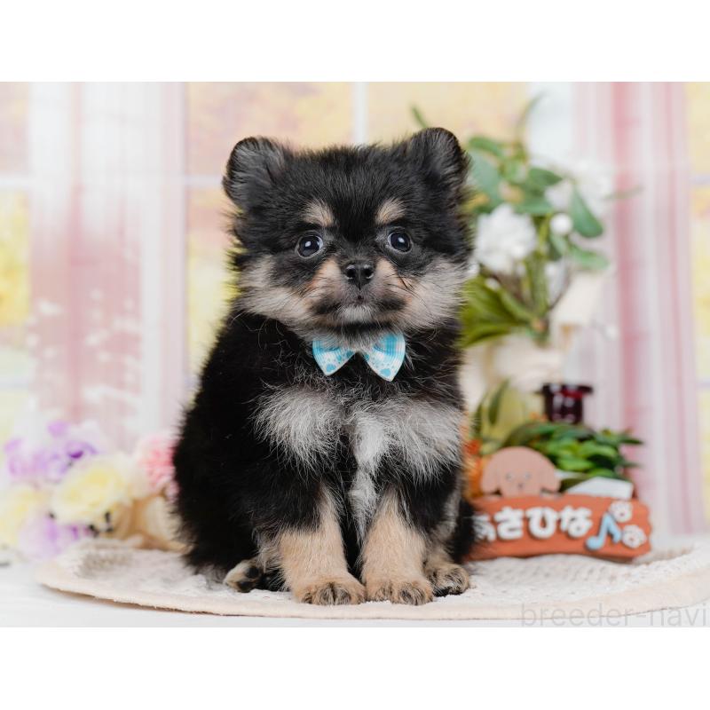 販売中の神奈川県のポメチワ:ポメラニアン×チワワ-423053の13枚目